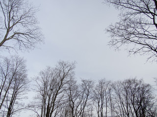 tree branch silhouette