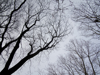 Tree twigs silhouette against the sky