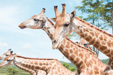 Obraz premium giraffe on a farm in Thailand 