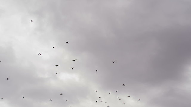 Birds in a Stormy Sky