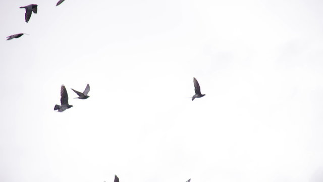 Circling Flock of Pigeons