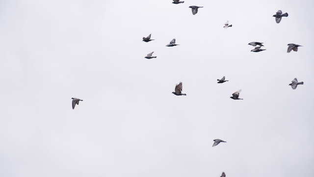 Large Pigeon Flock in the Sky