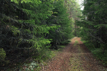 Summer dense forest landscape