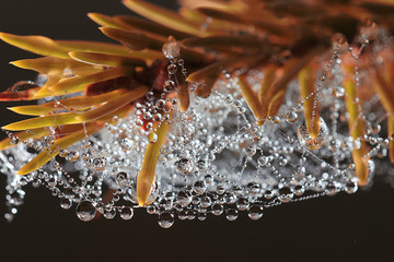 cobweb dew in the forest