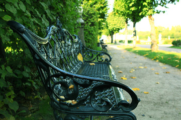 Summer in the park trees alley