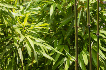 Fototapeta na wymiar close up of fresh bamboo leaves and stalks