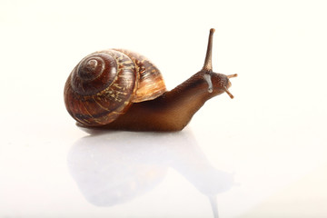 snail macro