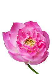 Obraz na płótnie Canvas Lotus, Pink water lily flower (lotus), Clipping path