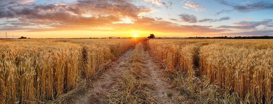 Wheat field at sunset, panorama © TTstudio