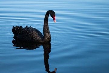 Single black swan on blue water