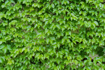 ivy leaves isolated on a white background