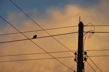 silhouette bird on electric wire on sunset