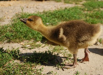 Gosling walks in the meadow