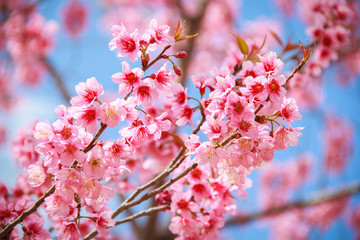 Japanese cherry blossom in spring