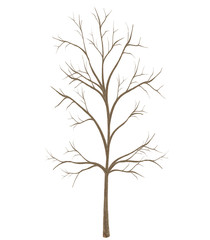 high quality tree isolated on white background