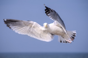 Fototapeta premium Silbermöwe, Larus argentatus Pontoppidan im Flug