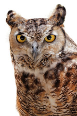 Rock Eagle Owl
