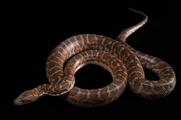 Hispaniolan boa, Chilabothrus or epicrates striatus