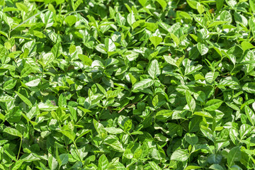 Fototapeta na wymiar Fresh Green Bush Leaves Background