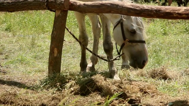 White horse eating grass in a makeshift stall
