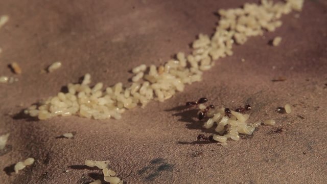 ants and grubs
