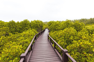 Obraz premium Wooden bridge the forest mangrove at Petchaburi, Thailand
