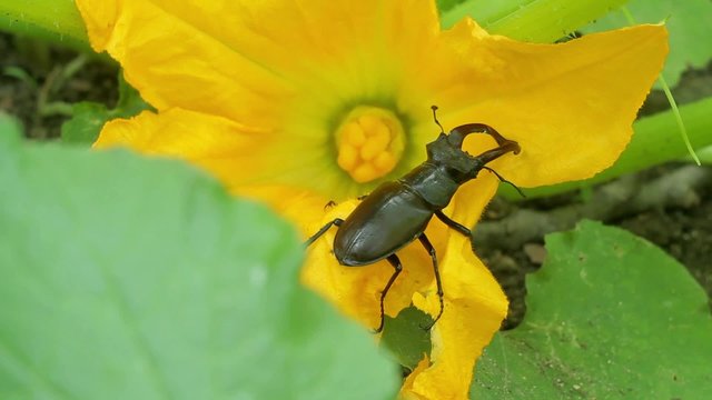 stag beetle in flower
