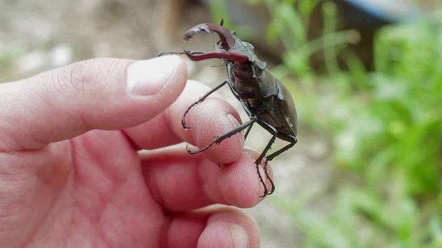 stag beetle on a hand

