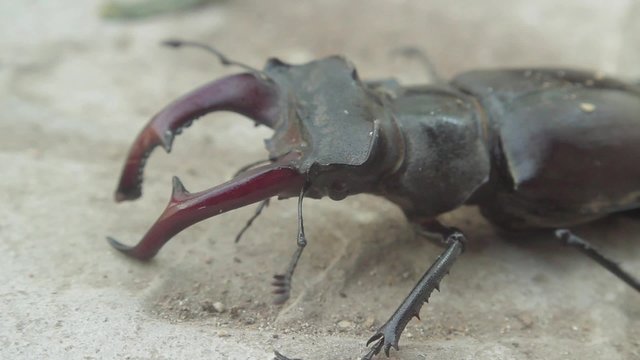 Stag beetle

