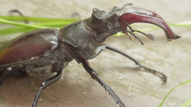 Stag beetle
