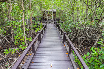 Wooden bridge the forest mangrove at Petchaburi, Thailand