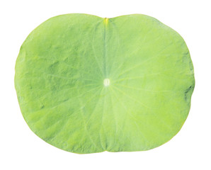 Naklejka na ściany i meble Lotus leaf