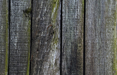 Obraz premium Wood texture