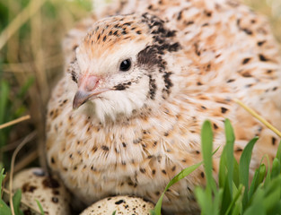 Cute quail