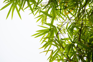 bamboo leaves