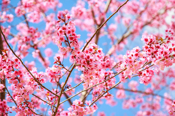 Japanese cherry blossom in spring