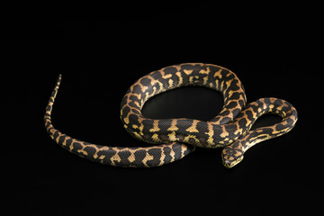 The male morelia spilota harrisoni python on black background