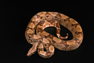 Boa constrictors  isolated on black background