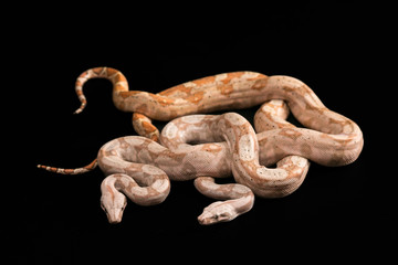 Trimeresurus puniceus