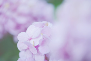 hydrangea flower