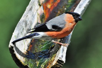 bouvreuil pivoine mâle 