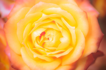 blurred closeup rose, soft background