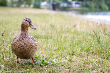 duck walking on grass 