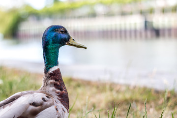 Duck with green head - Mallard duck