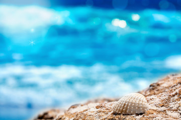 Tropical beach- white shell on rock in front of blue ocean