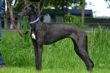 junger Galgo Espanol