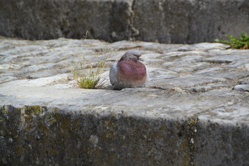 Pigeons sur les bords de Saône
