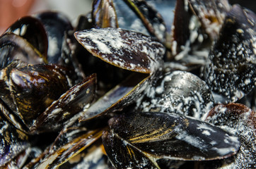 Miesmuscheln in Sahnesoße