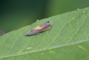 Мелкая бабочка в листве.