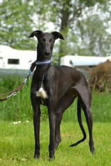 junger Galgo Espanol